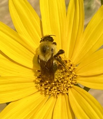 Bombus huntii