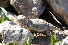 Phrynosoma hernandesi