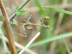 Empusa pennata
