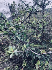 Bursera schlechtendalii