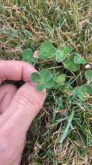 Trifolium subterraneum