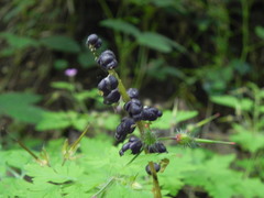 Cardamine bulbifera