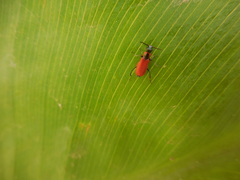 Anthocomus rufus