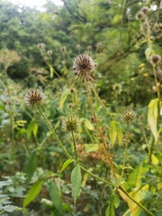 Dipsacus pilosus