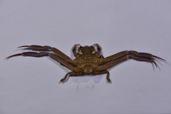 Dorippoides facchino