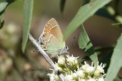 Callophrys gryneus