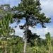 Pinus glabra - Photo (c) Mark Bailey,  זכויות יוצרים חלקיות (CC BY-NC), הועלה על ידי Mark Bailey