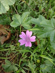 Malva sylvestris