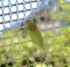 Gyponana octolineata