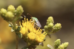Agapostemon melliventris
