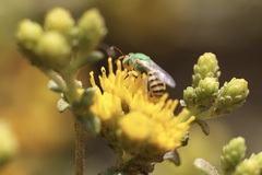 Agapostemon melliventris