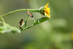 Stagmomantis limbata