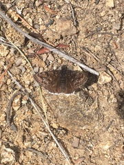Erynnis pacuvius