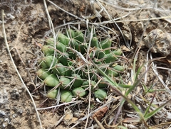 Mammillaria uncinata