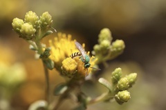 Agapostemon melliventris
