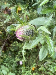 Cirsium altissimum