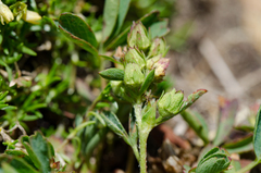 Sibbaldia procumbens