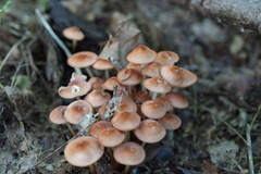 Marasmius floridanus