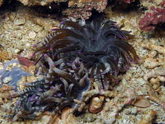 Heteractis