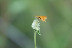Copaeodes aurantiaca