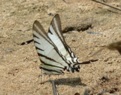 Neographium agesilaus