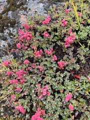 Exobasidium vaccinii-uliginosi