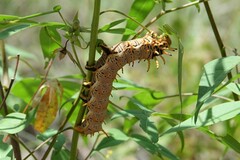 Citheronia splendens