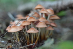 Marasmius floridanus