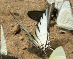 Neographium agesilaus