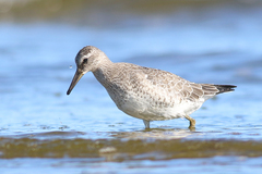 Calidris canutus