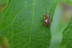 Latiblattella tarasca