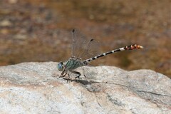 Erpetogomphus lampropeltis