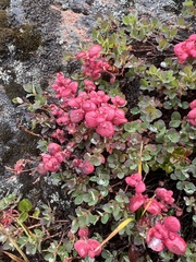 Exobasidium vaccinii-uliginosi