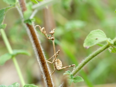 Empusa pennata