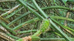 Selenicereus spinulosus