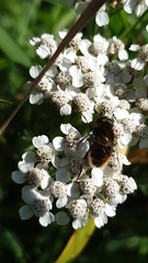 Eristalinae