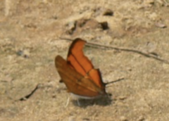 Marpesia petreus