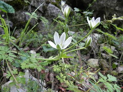 Ornithogalum
