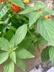 Condylostylus caudatus