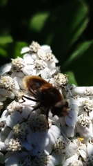 Eristalinae