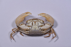 Eucrate crenata
