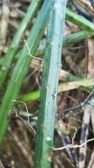 Selenicereus spinulosus