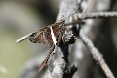 Chioides albofasciatus