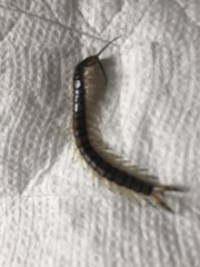 Hemiscolopendra marginata