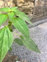 Condylostylus caudatus