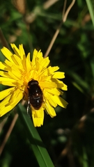 Eristalinae