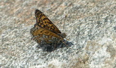 Melitaea cinxia