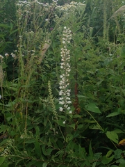 Actaea simplex