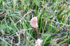 Marasmius floridanus
