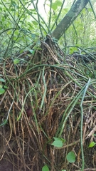 Selenicereus spinulosus